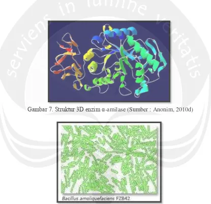 Gambar 7. Struktur 3D enzim α -amilase (Sumber : Anonim, 2010d) 