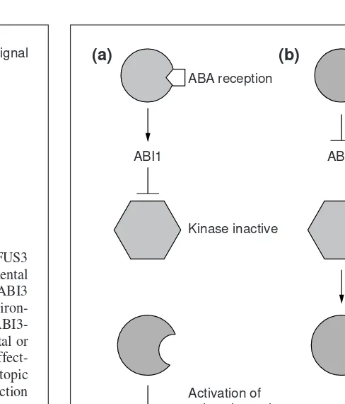 Fig. 1. Genetic model of interactions of ABI3 with ABI1, FUS3of this ABA signal would be through an ABI1-mediated pathway.It is also possible that ABI3 can directly regulate physiologicalresponses (broken arrow), because ABI3 can suppress ABI1-and LEC1