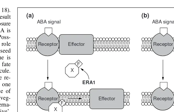 Fig. 3. Possible role for farnesylation in ABA-mediated signaling. Mutations in the mutant, X is not farnesylated and therefore does not localize to the membrane