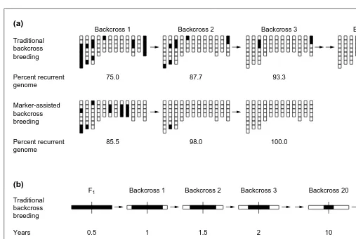 Fig. 1. Comparison through simulation of backcross breeding using either a traditional approach or marker-assisted selection