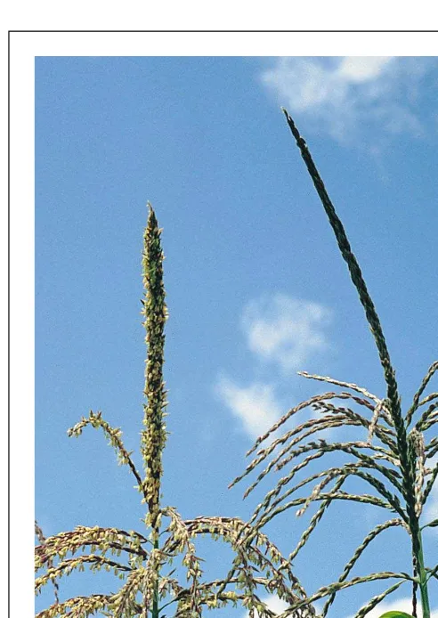 Fig. 1. Tassels from sibling maize plants that carry the T (Texas)contrast, T-cytoplasm plants that carry both of these nuclearcytoplasm