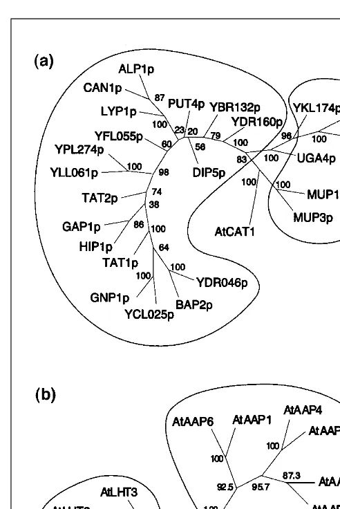 Fig. 1. Computer-aided analyses of sequence homology betweenamino acid transporters. (a) Analysis of all known yeast aminoacid transporter homologues
