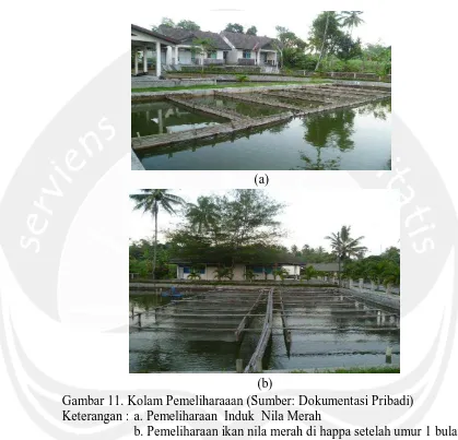 Gambar 11. Kolam Pemeliharaaan (Sumber: Dokumentasi Pribadi) (b) Keterangan : a. Pemeliharaan  Induk  Nila Merah 