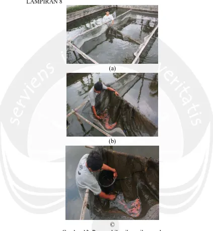Gambar 13. Pengambilan ikan nila merah © Keterangan: (a, b, dan c ) Pemanenan Ikan Nila Merah  