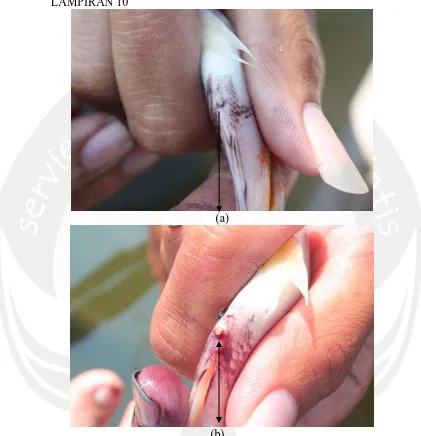 Gambar 15. Pengecekan kelamin ikan nila merah secara manual Keterangan : a. Ikan  nila merah berkelamin betina ( ada cekungan )           b