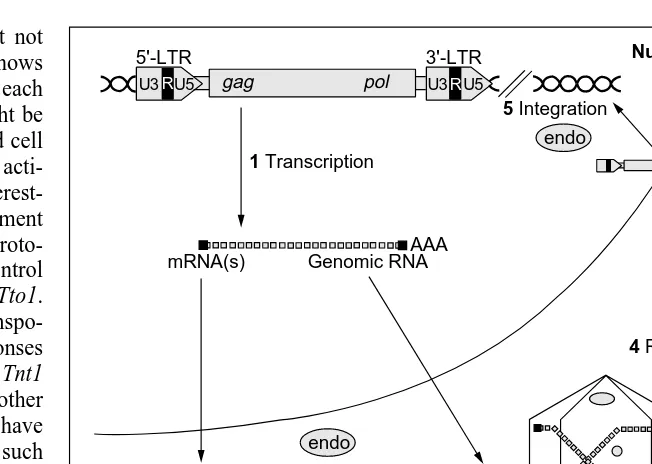 Fig. 2. The major control points of the transposition cycle of long terminal repeat (LTR)domains, to produce a full-length RNA bounded by the redundant R domain