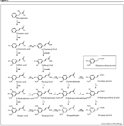 Figure 2Phenylalanine