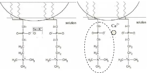 Gambar 4.2b Mekanisme ion natrium, kalium atau kalsium yang menyebabkan ketidakstabilan emulsi 