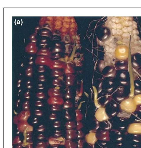 Fig. 2. (a) Two selfed maize ears segregating for Viviparous-1 (vp1).The vp1 mutant seed germinate prematurely on the maize cob