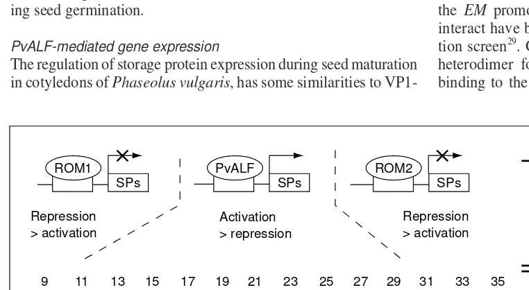 Fig. 3. The activity of PvALF, a putative bean homologue of maize Viviparous-1 (VP1), is counteractedby the repressor proteins ROM1 and ROM2, which are expressed at different stages during seed matu-ration and germination