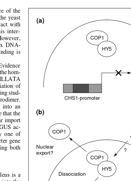 Fig. 4. The activity of the HY5 is regulated by COP1. (a) In the dark, COP1 is localized tothe nucleus where it binds HY5