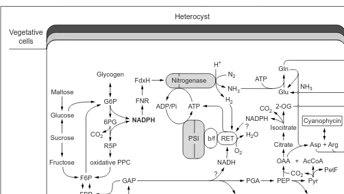 Fig. 1. Heterocyst metabolism and nitrogen fixation. The scheme of a heterocyst with adjacent vegetative cells is shown