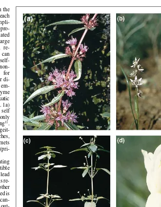 Fig. 1. Floral diversity and polymorphic mating strategies in flowering plants. (a) A long-of dioecious styled morph of tristylous Decodon verticillatus
