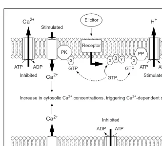 Fig. 2. Signal events leading to the increase in cytosolic Caincrease in cytosolic Cachannel by the heterotrimeric G protein, modulated by a membrane-bound protein kinase(PK), together with inhibition of the Casolic Ca2+ concentrations