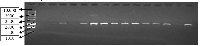 Gambar 1. Elektroforegram amplifikasi 30 DNA Kelapa Sawit dengan primer OPD- 20, Ket ; M= marker ladder 1kb,kode sampel (A –O)
