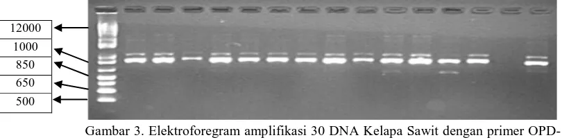 Gambar 3. Elektroforegram amplifikasi 30 DNA Kelapa Sawit dengan primer OPD- 13, Ket ; M=marker ladder 1kb, Kode sampel  A –O