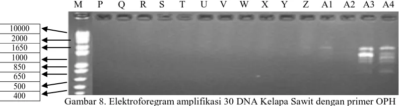 Gambar 6. Elektroforegram amplifikasi 30 DNA Kelapa Sawit dengan primer OPN 03, Ket ; M=  markerladder 1kb , kode sampelP-A4