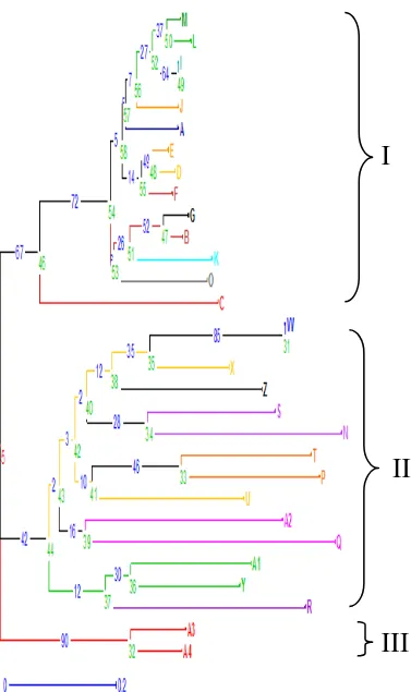 Gambar 9.Pohon filogenetik 30 aksesi klon kelapa sawit yang dianalisis         berdasarkan Matrix Dissimilarity Simple Matching