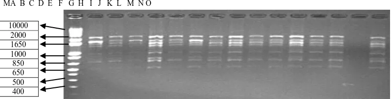 Gambar 7. Elektroforegram amplifikasi 30 DNA Kelapa Sawit dengan primer OPH 13, Ket: M=  