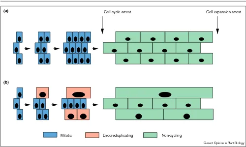Figure 3Non-synchronous switch from cell division to