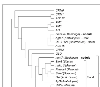 Fig. 3. Phylogeny of the MADS-box transcription factor gene family. The basic topology isother subfamily (era from which other genes of these subfamilies were isolated are shown