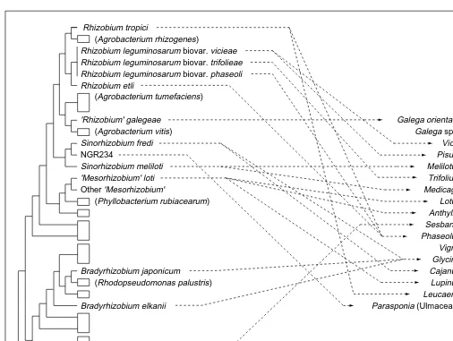 Fig. 4. Comparison of legume and bacterial molecular phylogenies. The bacterial phylogenyshows three very distinct groups of bacteria involved in nitrogen-fixing symbiosis with legumes and 31 (left) is based on 16S rRNA gene sequences, andParasponia (Ulmac