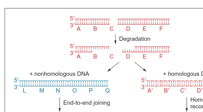 Fig. 4. Double strand break repair. Repair can occur via two independent pathways.Homologous recombination restores the original sequence, whereas nonhomologous endjoining (NHEJ) produces chromosomal deletions, translocations, and inversions