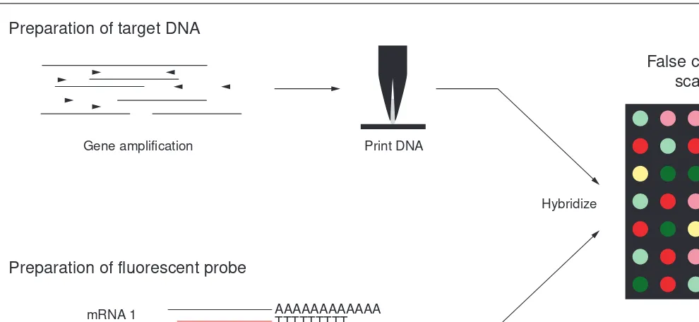 Fig. 1. The principal steps in producing and utilizing DNA microarrays. Target DNAs to be printed on microscope slides are prepared by PCR-amplifying inserts from clones or ORFs from genomic DNA