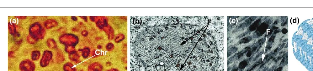 Fig. 1. From chromoplast to fibril structure. (a) Isolated chromoplasts (Chr), scale bar � 10 �m; (b) electron micrograph of a thin section of chromoplast, cross- and longitudinal sections of fibrils (F) are visible, scale bar � 0.5 �m; (c) electron microg