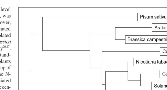 Fig. 2. Rooted tree constructed from the multiple sequence alignment of carotenoid-associatedsativusproteins and their homologs from different species, branch lengths represent the evolutionarydistances between sequences