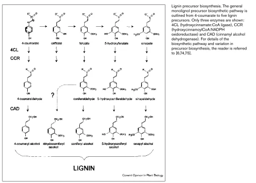 Figure 1Lignin precursor biosynthesis. The general