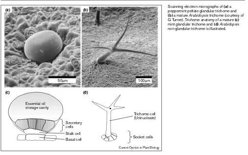 Figure 1Scanning electron micrographs of (a) a(a)(b)