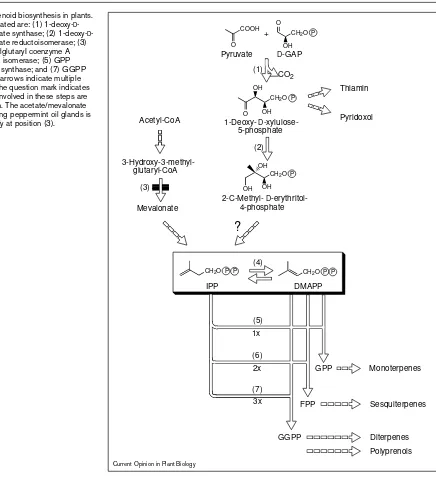 Figure 2Overview of isoprenoid biosynthesis in plants.