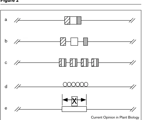 Figure 2yielding two chromosome fragments that segregate nor-mally [10]. These observations suggest that critical DNA