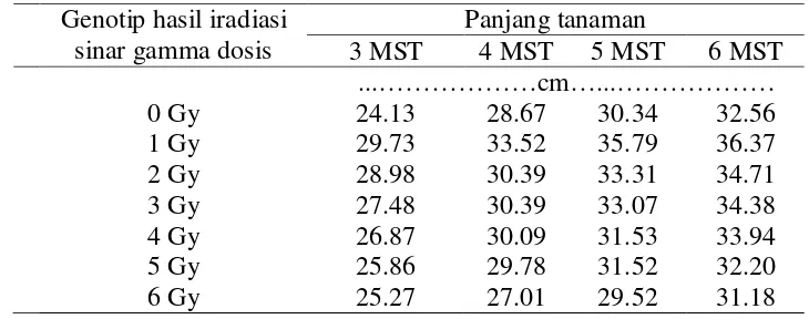 Tabel 1.Rataan panjang tanaman genotip bawang merah generasi M1V5 umur          3 – 6 MST 