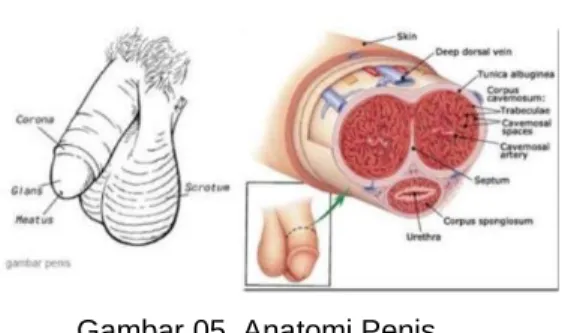 Gambar 05. Anatomi Penis  