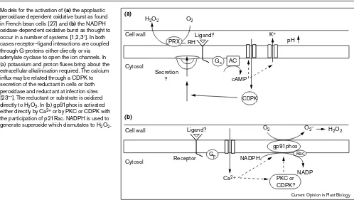 Figure 2Models for the activation of (a) the apoplastic