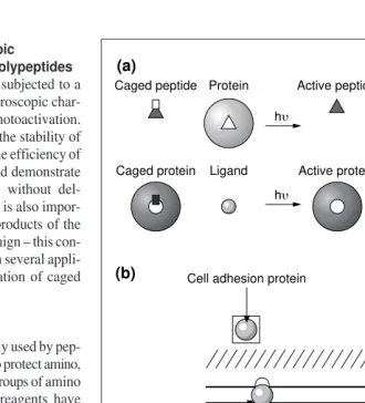 Fig. 1. Principle of light-directed activation of caged polypeptides. (a) A peptide that inhibitsor activates the activity of a protein is modified with a photolabile group at a specific residueto block its ability to bind to its target protein
