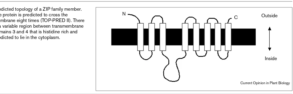 Figure 1Predicted topology of a ZIP family member.