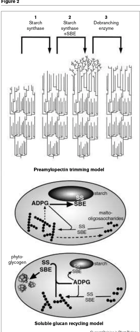 Figure 2 Figure 2Models to explain the involvement of debranching enzyme in starch