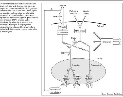 Figure 1Model for the regulation of sink metabolism,