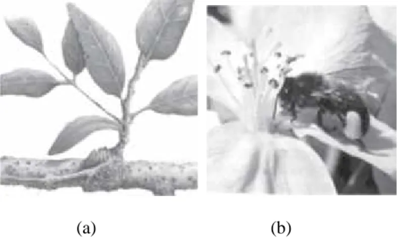 Gambar  2.1 Antara  hewan  atau  tumbuhan  tertentu  dengan  hewan  atau tumbuhan  lain terjadi  hubungan  khas  dinamakan  simbiosis  (a)  hubungan benalu dengan tumbuhan inang, (b) hubungan lebah madu dengan bunga 1