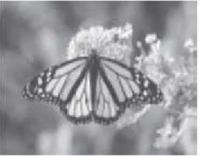 Gambar 2.2 Simbiosis mutualisme antara  kupu-kupu dan bunga 2. Simbiosis Parasitisme