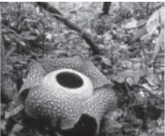 Gambar  2.4 Simbiosis  parasitisme antara  bunga  Rafflesia dengan tumbuhan inang