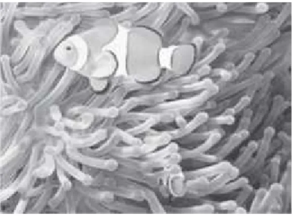 Gambar 2.7 Simbiosis komensalisme antara anemon laut dan ikan badut 6. Profil Sekolah