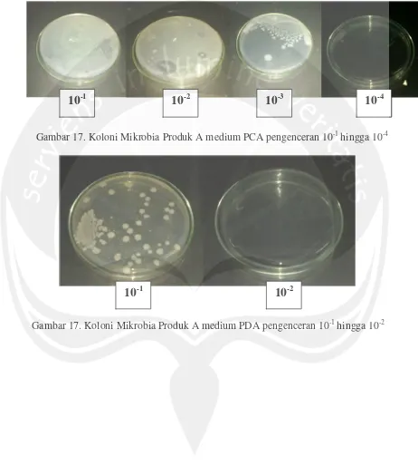Gambar 17. Koloni Mikrobia Produk A medium PCA pengenceran 10-1 hingga 10-4
