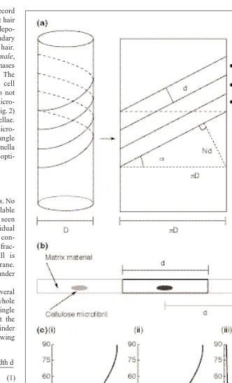Fig. 5. (a) The geometrical rule for cellulose microfibril deposition follows from the notionfraction of the maximum possible width dhyemalecellular parameters on the microfibril winding-angle as predicted by the geometrical theory.(i) Changing the relativ