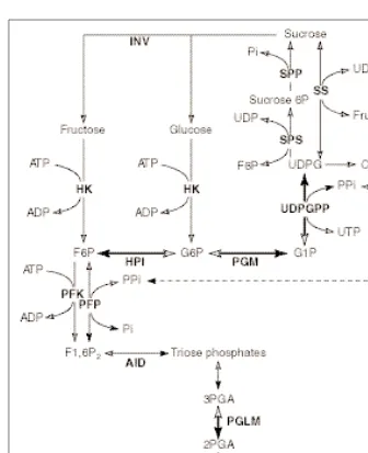 Fig. 4. Cytosolic pathways of carbohydrate metabolism in heterotrophic plant cells underreaction detected by NMR