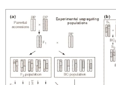 Fig. 4. The production and use of experimental segregating populations and near isogenic lines (NILs).The graphical genotype of individual plants is depicted for a representative single pair of chromosomes.(a) To detect and locate quantitative trait loci (