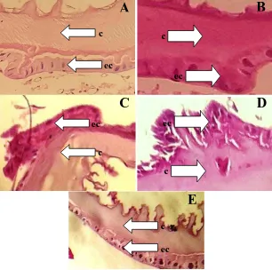 Gambar 9. Histopatologi perlakuan kontrol (A), deltametrin (B), klorpirifos (C),  dimehipo (D), dan dimetoat (E)  Sumber: Foto Langsung Pembesaran 40 kali 